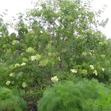 Load image into Gallery viewer, Sambucus mexicana - Blue Elderberry