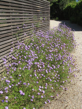 Load image into Gallery viewer, Verbena lilacina 'De La Mina' - De La Mina Verbena