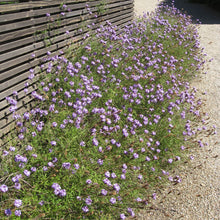 Load image into Gallery viewer, Verbena lilacina 'De La Mina' - De La Mina Verbena