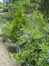 Load image into Gallery viewer, Ceanothus thyrsiflorus 'El Dorado'