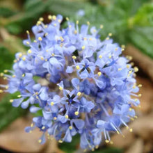 Load image into Gallery viewer, Ceanothus hearstiorum - Hearst's Ceanothus