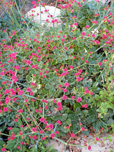 Load image into Gallery viewer, Eriogonum grande var. rubescens - Red Flowered Buckwheat