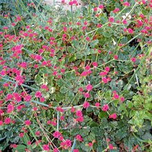 Load image into Gallery viewer, Eriogonum grande var. rubescens - Red Flowered Buckwheat