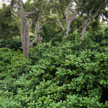 Load image into Gallery viewer, Frangula californica 'Eve Case' - Eve Case Coffeeberry