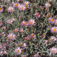 Load image into Gallery viewer, Corethrogyne filaginifolia 'Smart Aster' - Smart Aster Common Sand Aster