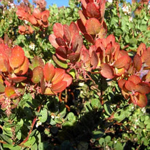 Load image into Gallery viewer, Arctostaphylos glauca 'Canyon Blush' - Canyon Blush Bigberry Manzanita