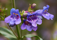 Load image into Gallery viewer, Penstemon heterophyllus - Foothill Penstemon