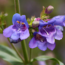 Load image into Gallery viewer, Penstemon heterophyllus - Foothill Penstemon