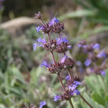 Load image into Gallery viewer, Salvia brandegeei 'Pacific Blue' - Pacific Blue Santa Rosa Island Sage