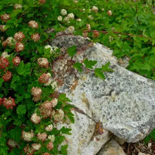 Load image into Gallery viewer, Physocarpus capitatus - Pacific Ninebark