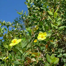 Load image into Gallery viewer, Dendromecon rigida - Bush Poppy