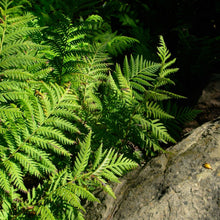 Load image into Gallery viewer, Woodwardia fimbriata - Giant Chain Fern
