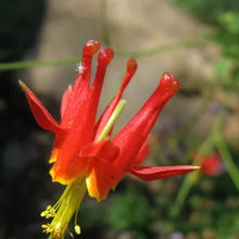 Load image into Gallery viewer, Aquilegia formosa - Western Columbine