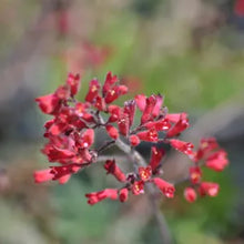 Load image into Gallery viewer, Heuchera 'Canyon Belle' - Canyon Belle Coral Bells
