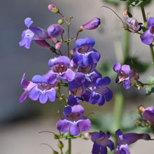 Load image into Gallery viewer, Penstemon spectabilis - Showy Penstemon