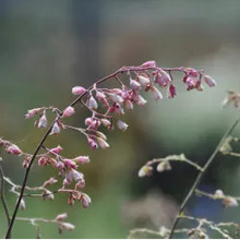 Load image into Gallery viewer, Heuchera 'Blushing Bells' - Blushing Bells Coral Bells