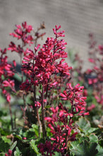 Load image into Gallery viewer, Heuchera 'Canyon Delight' - Canyon Delight Coral Bells