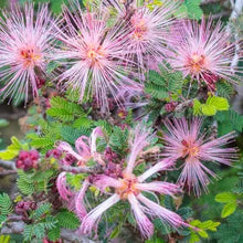 Load image into Gallery viewer, Calliandra eriophylla - Pink Fairy Duster