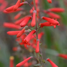Load image into Gallery viewer, Penstemon centranthifolius - Scarlet Bugler