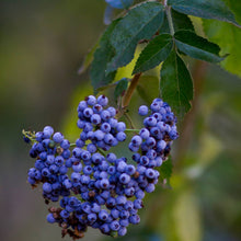 Load image into Gallery viewer, Sambucus mexicana - Blue Elderberry