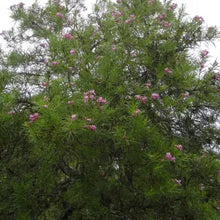 Load image into Gallery viewer, Chilopsis linearis - Desert Willow