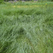 Load image into Gallery viewer, Elymus triticoides - Creeping Wild Rye