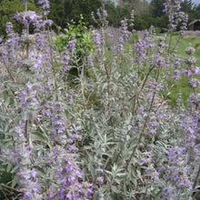 Load image into Gallery viewer, Salvia 'Desperado' - Desperado Sage