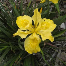 Load image into Gallery viewer, Iris 'Canyon Sunshine' (SBBG)