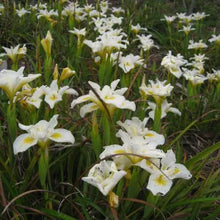 Load image into Gallery viewer, Iris 'Canyon Snow' - Canyon Snow Iris