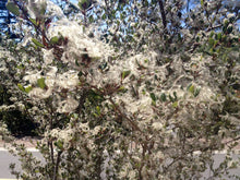 Load image into Gallery viewer, Cercocarpus betuloides - Mountain Mahogany