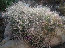 Load image into Gallery viewer, Eriogonum cinereum - Ashyleaf Buckwheat