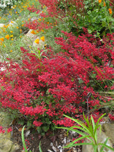 Load image into Gallery viewer, Heuchera 'Santa Ana Cardinal' - Santa Ana Cardinal Coral Bells