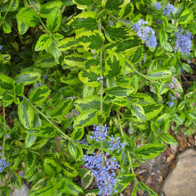 Load image into Gallery viewer, Ceanothus thyrsiflorus 'El Dorado'