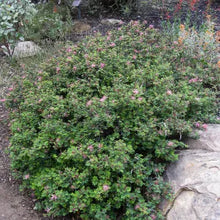 Load image into Gallery viewer, Calliandra eriophylla - Pink Fairy Duster