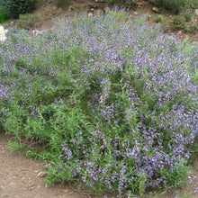 Load image into Gallery viewer, Salvia brandegeei 'Pacific Blue' - Pacific Blue Santa Rosa Island Sage