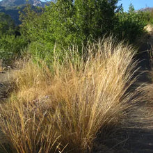 Load image into Gallery viewer, Stipa lepida - Foothill Needlegrass
