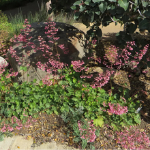 Load image into Gallery viewer, Heuchera 'Wendy' - Wendy Coral Bells