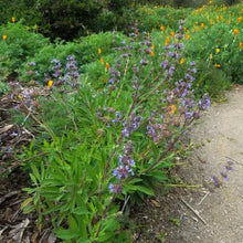 Load image into Gallery viewer, Salvia 'Dara's Choice' - Dara's Choice Sage