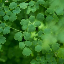 Load image into Gallery viewer, Thalictrum fendleri var. polycarpum - Torrey's Meadow Rue
