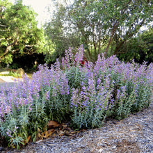 Load image into Gallery viewer, Penstemon spectabilis - Showy Penstemon