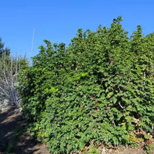 Load image into Gallery viewer, Berberis aquifolium - Oregon Grape