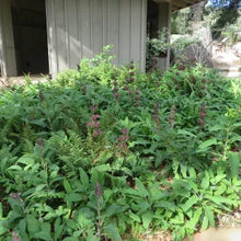 Load image into Gallery viewer, Salvia spathacea - Hummingbird Sage