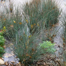 Load image into Gallery viewer, Juncus patens - Common Rush