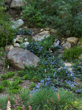 Load image into Gallery viewer, Ceanothus 'Joyce Coulter' - Joyce Coulter Mountain Lilac