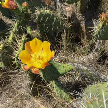 Load image into Gallery viewer, Opuntia oricola - Chaparral Prickly Pear