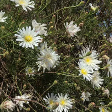 Load image into Gallery viewer, Malacothrix saxatilis var. saxatilis - Cliff Aster