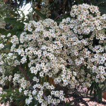 Load image into Gallery viewer, Lyonothamnus floribundus ssp. aspleniifolius - Santa Cruz Island Ironwood