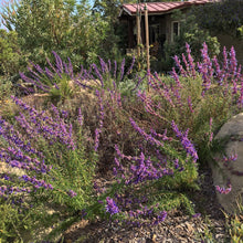 Load image into Gallery viewer, Trichostema lanatum - Woolly Blue Curls