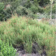 Load image into Gallery viewer, Gambelia juncea - Baja Bush Snapdragon