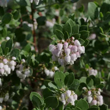 Load image into Gallery viewer, Arctostaphylos edmundsii 'Big Sur' - Big Sur Manzanita